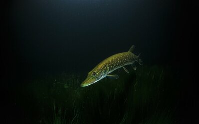 Brochet