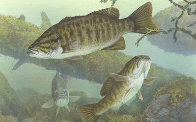 Black Bass