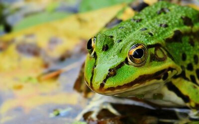 Grenouilles vertes et rousses